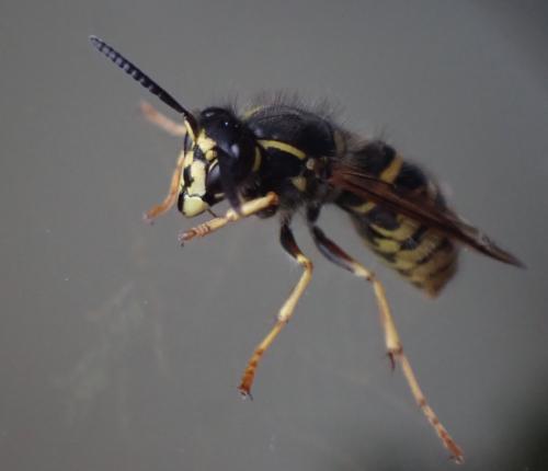 Réf. 312 198 : Dolichovespula saxonica